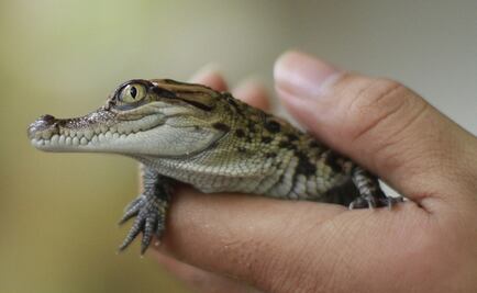 The hidden meaning of crocodiles in pre-Hispanic cultures