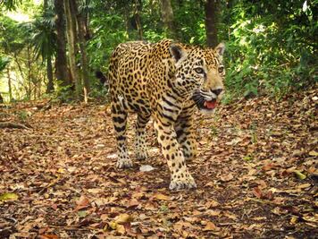 México entre los países que menos protege al jaguar; solo 27% de sus paisajes tiene protección: Fondo Mundial para la Naturaleza