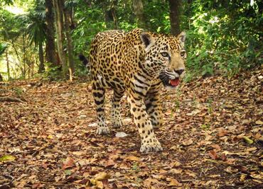 Con tecnología, buscan conservación de naturaleza mexicana