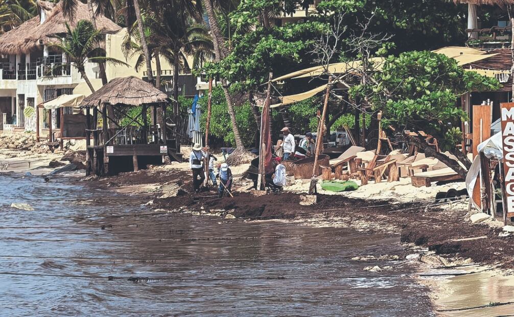 Al acumularse el sargazo en las playas, se pudre y genera la llamada “marea marrón” que cambia la coloración del agua cercana a la costa y provoca afectaciones al paisaje, al ecosistema y al turismo. Fotos: de Adriana Varillas