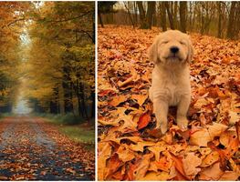Equinoccio de Otoño 2025: las mejores frases e imágenes para recibir esta estación