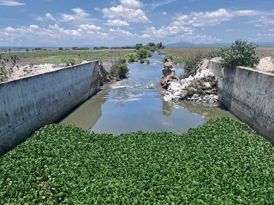 Pobladores de Zumpango dicen que las aguas negras dañarán la siembra que realizaron en la laguna. Foto: Arturo Contreras EL UNIVERSAL