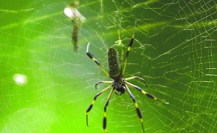 Veneno de araña podría disminuir efectos de infarto cerebral