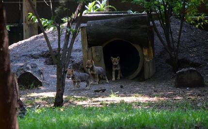 Ya tienen nombre las 8 crías de lobo mexicano nacidas en CDMX