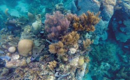 Climate changes endangers the Riviera Maya