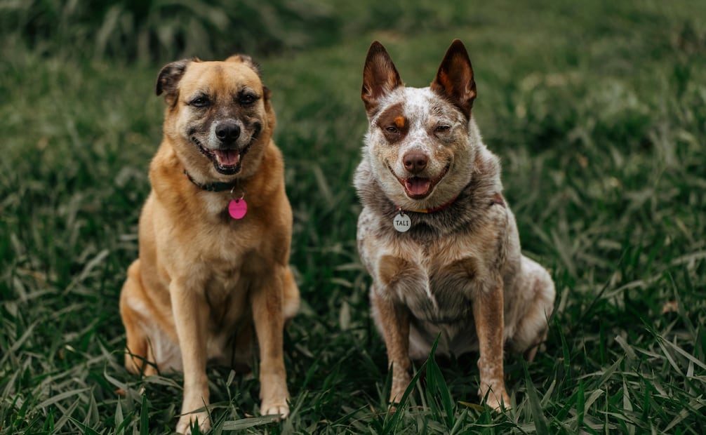 Sácalo a pasear en la mañana y en la noche. Evita exponerlo entre las 12:00 y 17:00 horas. Foto: Canva