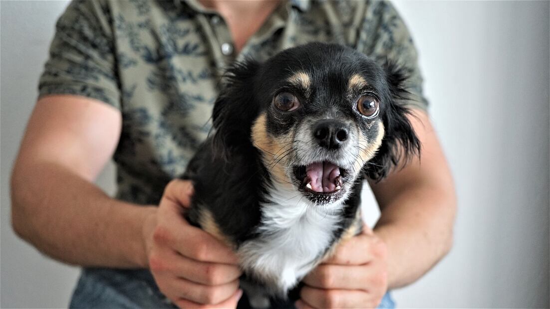 Perro con miedo. Fuente: Pixabay