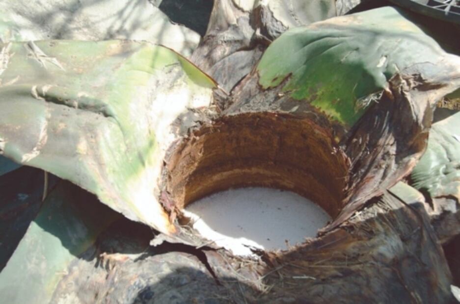 Asiste a la Feria de la Barbacoa y el Pulque 2019 en Villa del Carbón