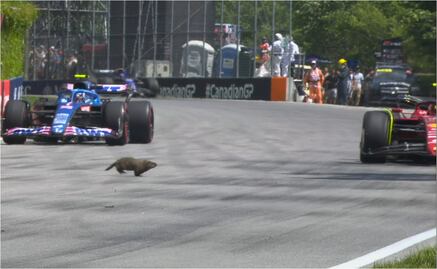 VIDEO: Marmota casi muere atropellada en el Gran Premio de Canadá