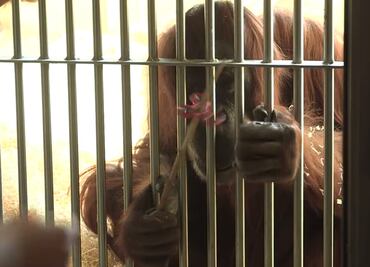 Video. Orangután en zoológico de Viena juega con un spinner