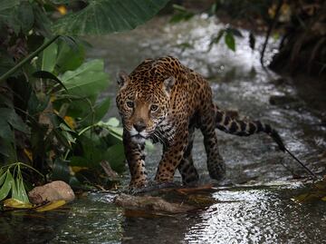 Aumenta 10% la población de jaguar en México