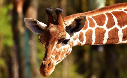 Jirafa mata a una bebé humana de 16 meses en una reserva natural de Sudáfrica