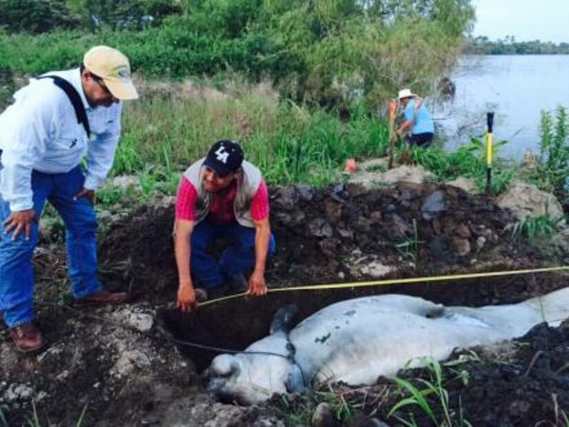 Rescatan 117 huevos de tortuga golfina en Colima