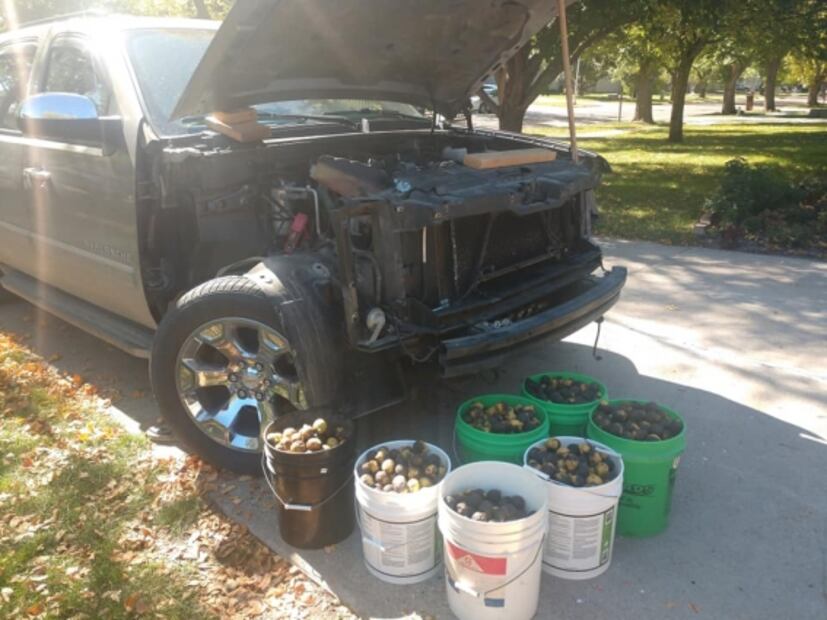 Ardillas esconden más de 100 kilogramos de nueces en una camioneta