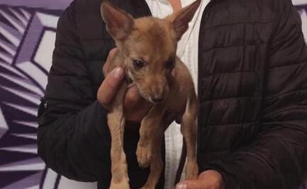 Detienen a sujeto que intentó vender un coyote en centro comercial de Puebla 