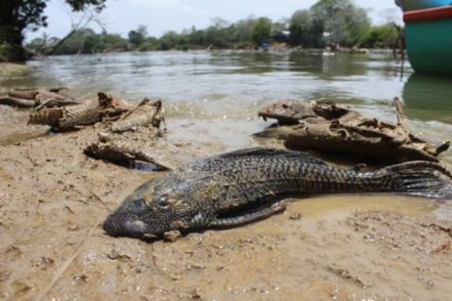 Manatíes, nadie sabe la razón de tanta muerte