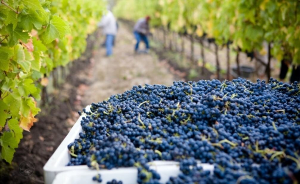 ¡A pisar las uvas! 8 fiestas de la vendimia en Querétaro