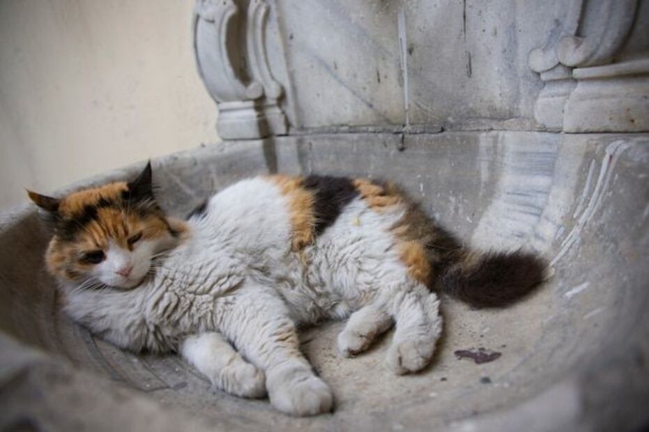 Si tu gato tiene calvas, no dudes en consultar con un veterinario. Fuente: Freepik.