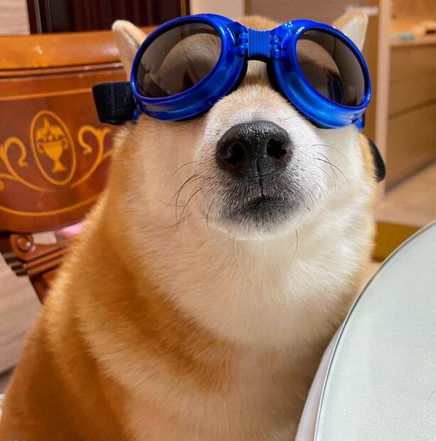 Cheems, la leyenda de Internet. Foto: Instagram