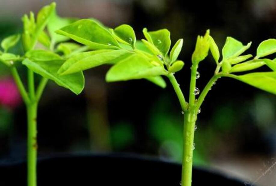 Conoce las propiedades de la moringa, el superfood de moda