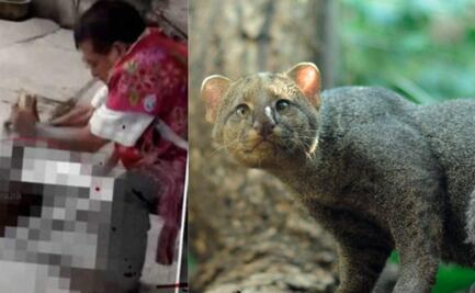 Investigan asesinato de un jaguarundí en Chiapas, especie escasa en México; habitantes lo confundieron con un nahual