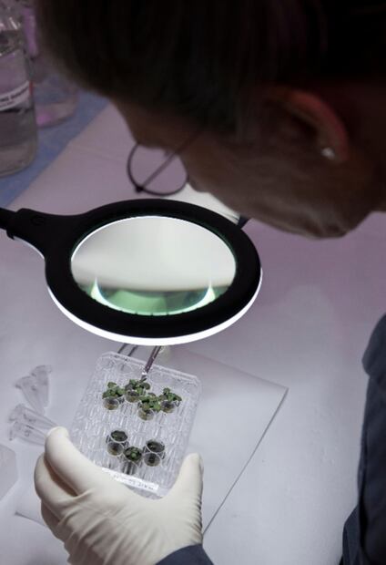 Con muestras de polvo lunar, Científicos logran cultivar plantas