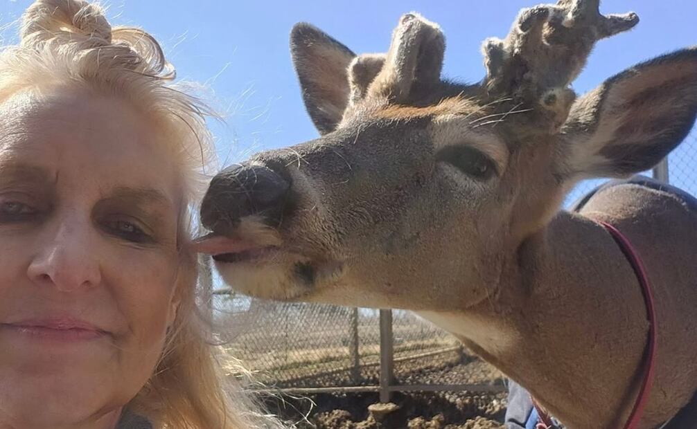 Fallece la activista Jodi Proger tras ser atacada por un venado que había rescatado. Foto: Redes sociales