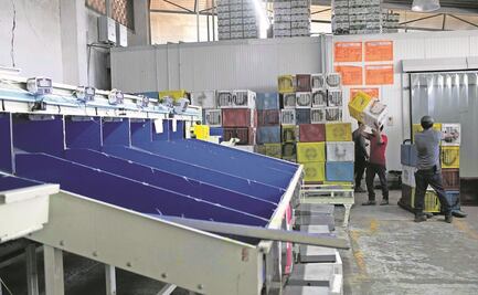 EU reanuda importación de aguacate mexicano