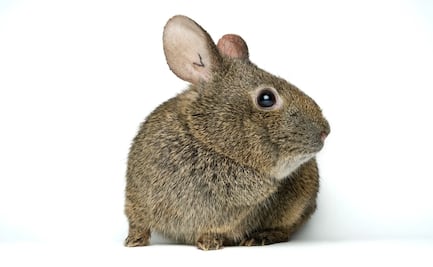 ¿Cómo es el conejo teporingo?; la especie mexicana endémica en peligro de extinción