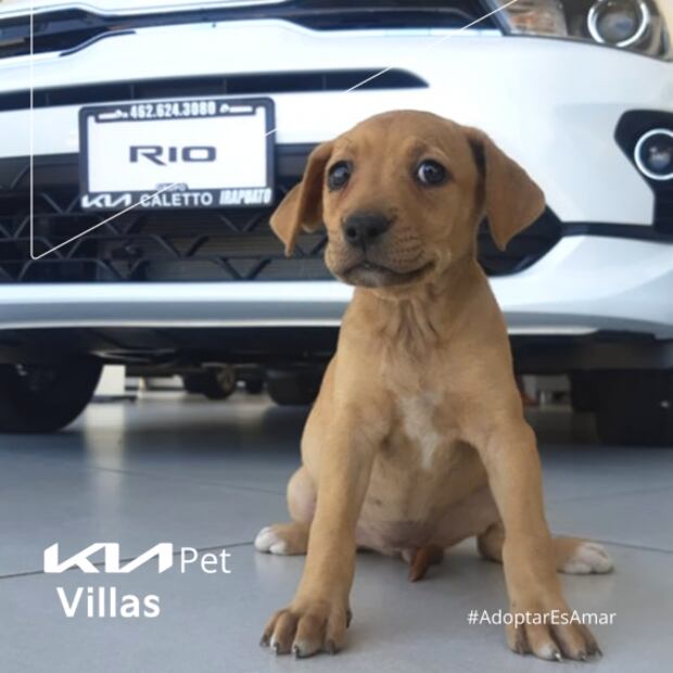 Agencia KIA ayudó a que 14 perritos de la calle encontraran un nuevo hogar