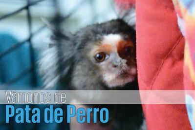 Pata de Perro: cómo cuidar a tus mascotas exóticas