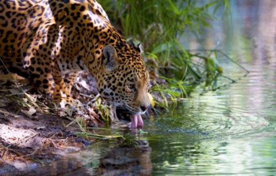 Aumenta 10% la población de jaguar en México