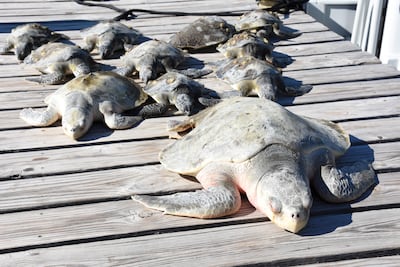 Tortugas aturdidas y manatíes que buscan refugio por ola de frío en Florida