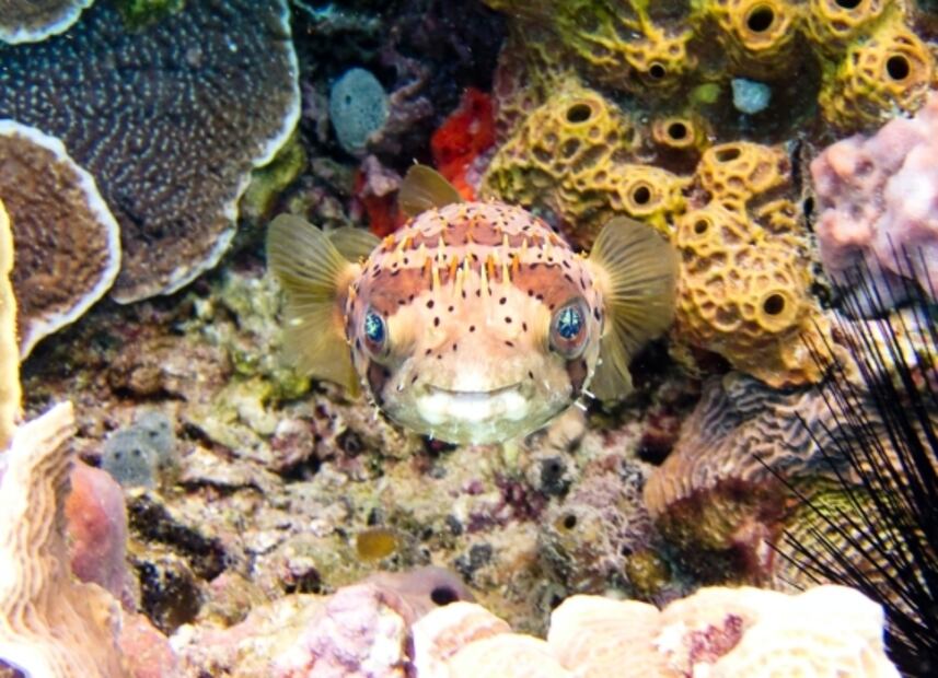 En Cozumel, cuánto cuesta un paseo a bordo del bote transparente