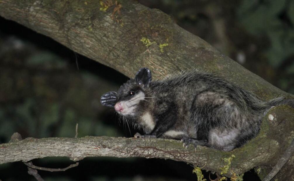 Tlacuache (Didelphis virginiana) en Barranca del Cupatitzio, Michoacán. Foto: Manuel Zaragoza/Conanp