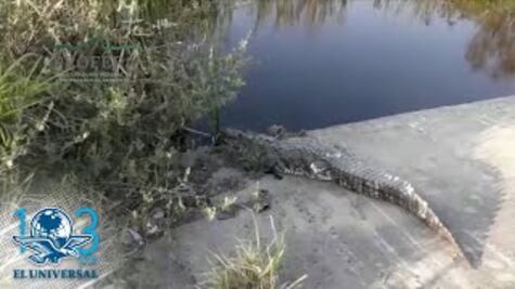 Capturan a cocodrilo de 2.5 metros que caminaba en calles de Ciudad Madero