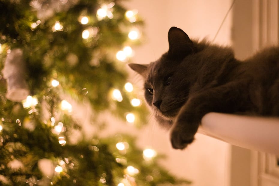 gato navidad. Foto: Pexels