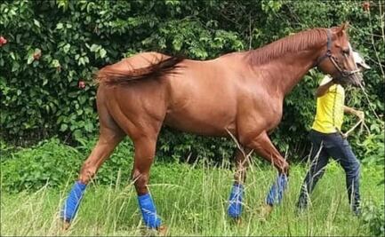 Roban y se comen a famoso caballo de carreras en Venezuela