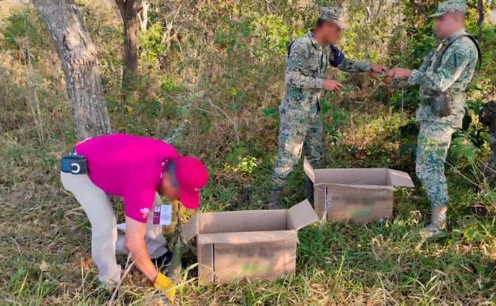 Profepa liberó a 69 ejemplares de iguanas verdes, enlistadas en la categoría de riesgo. Foto: Especial