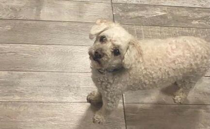 Video registra ataque a perro "Ramoncito" por pitbull y rottweiler