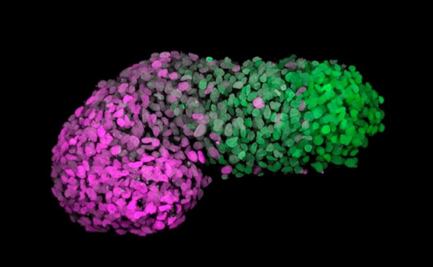 Desarrollan modelo de embrión humano con células madre; ayudará al estudio de malformaciones