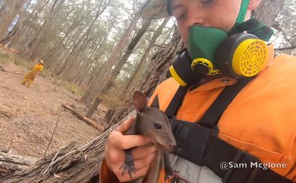 Youtuber rescata a bebé canguro de los incendios en Australia
