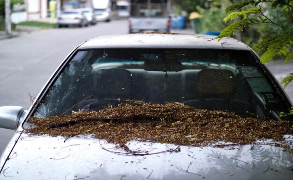 Los residuos de los árboles pueden dañar el exterior del automóvil. Foto: Freepik