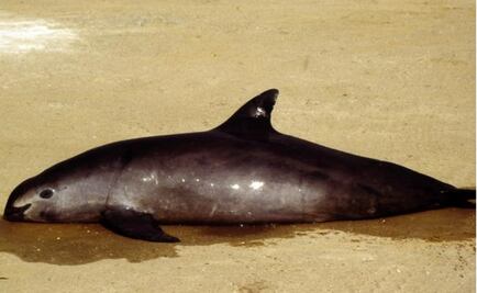 Permanent ban to save tiny porpoise