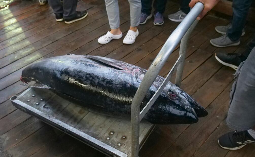 Pesca de atún, una de las más sostenibles de los mares mexicanos. Foto ilustrativa / Pexels