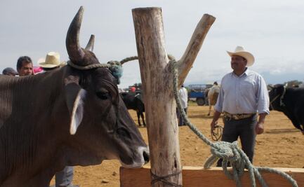 Sader amplía vigencia del Dispositivo Nacional de Emergencia de Sanidad Animal; busca frenar al gusano barrenador
