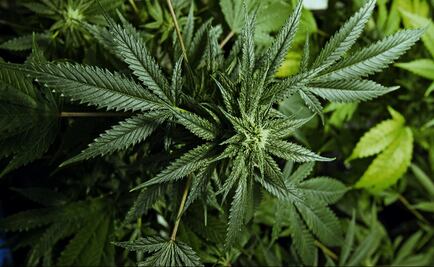 Mexico to legalize marijuana-based product sales