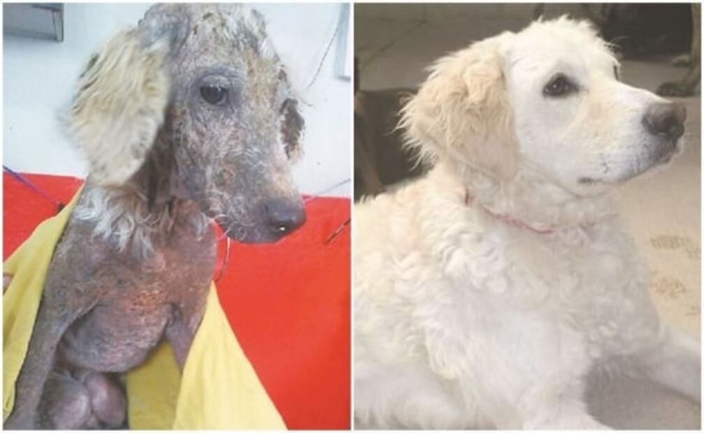 Perros y gatos, los más maltratados en CDMX