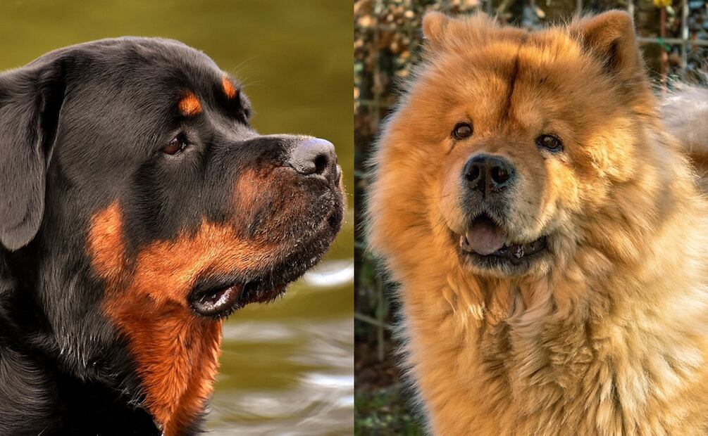 Rottweiler y Chow Chow. Fuente: Pixabay