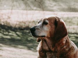 ¿Tienes un perro viejito? 3 cuidados clave para su salud y bienestar; protege a tu mascota esta etapa de vida